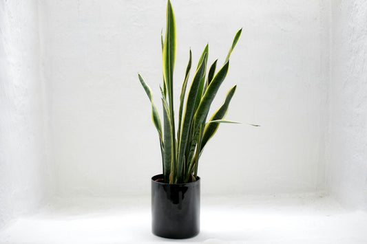So you bought a snake plant...