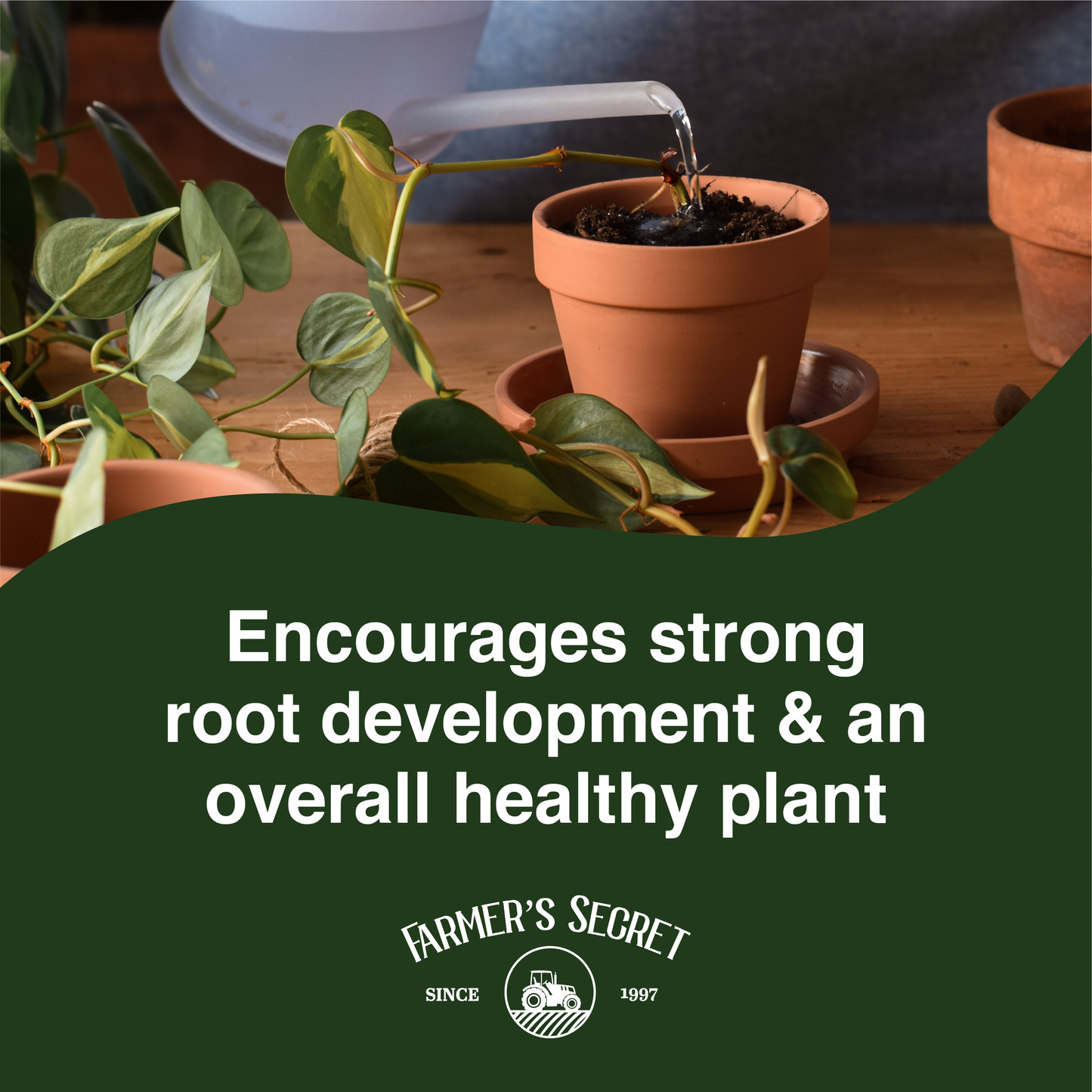 Pothos Plant Food 8oz