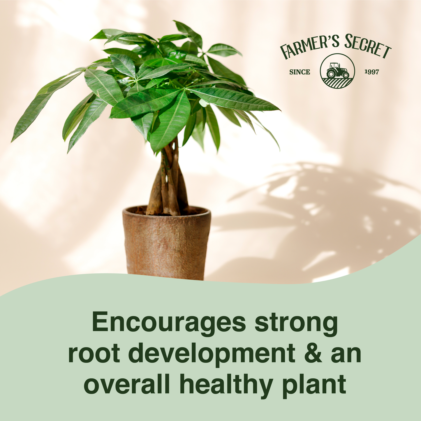 Money Tree Plant Food 8oz