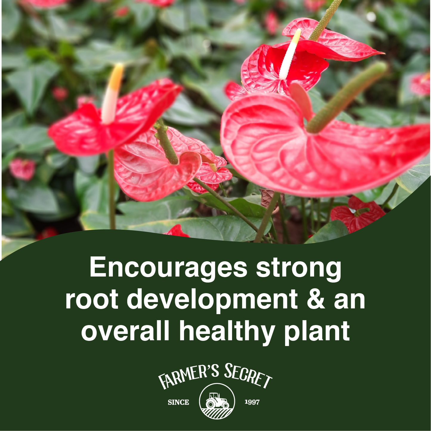 Anthurium Plant Food 8oz