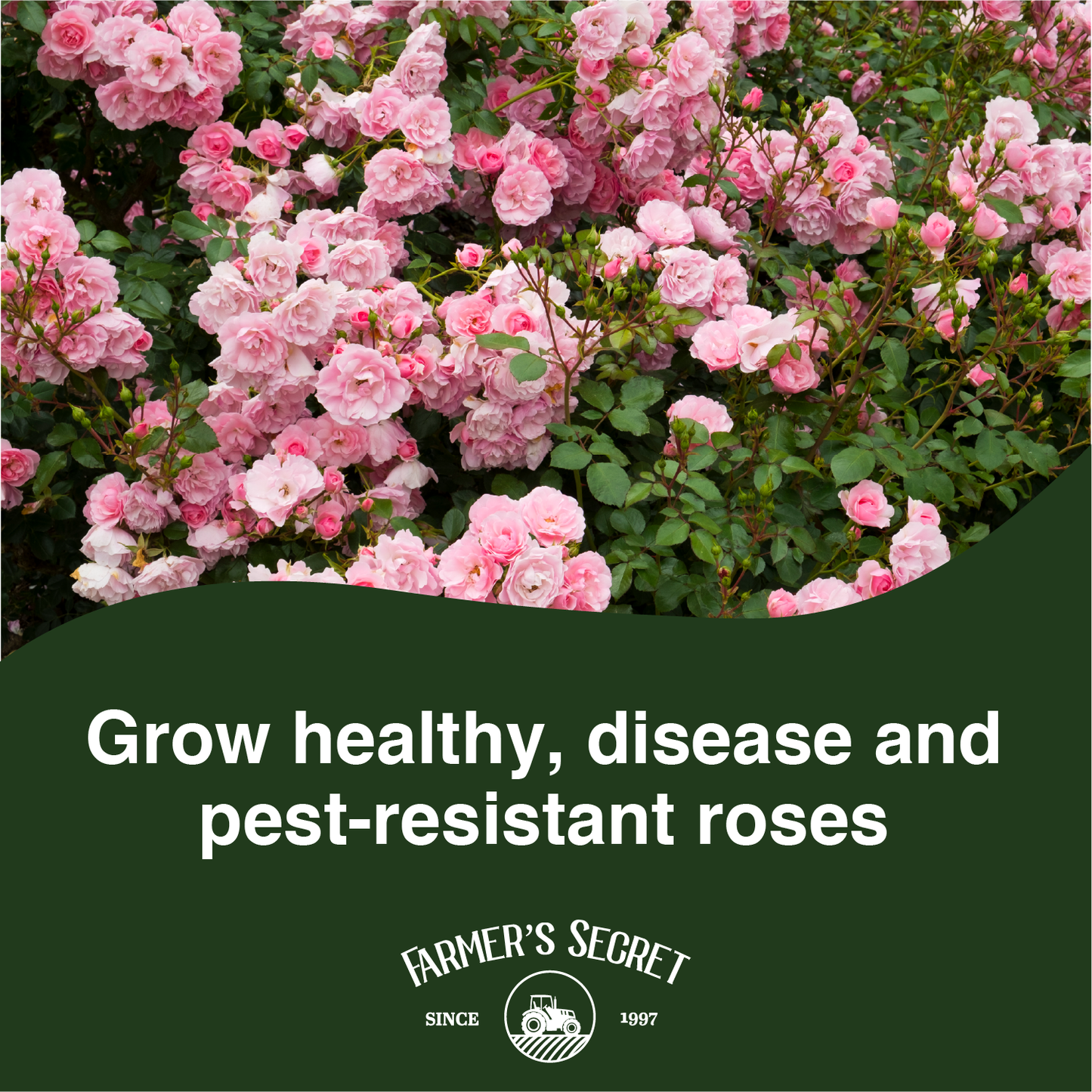 Rose Booster