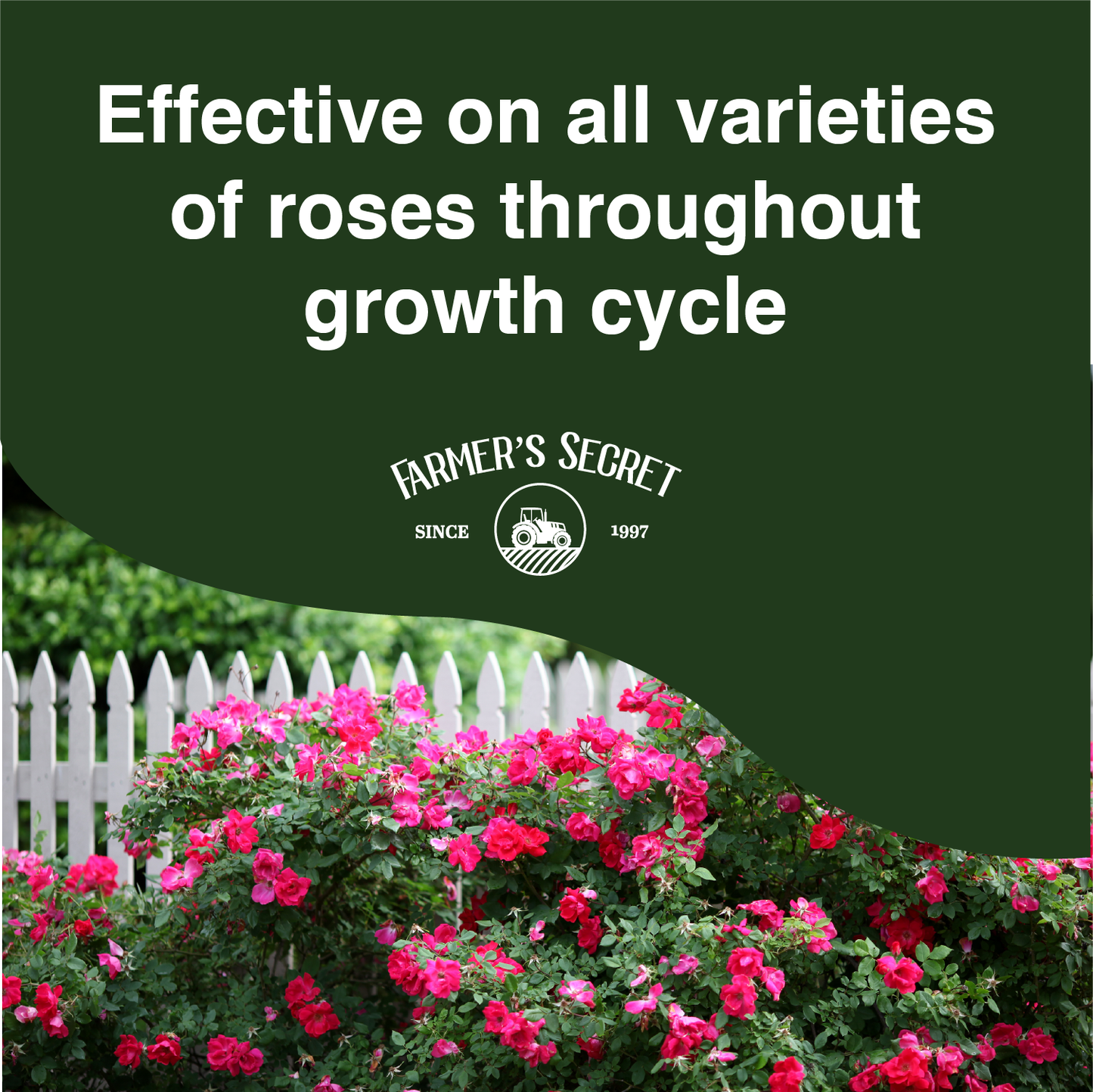 Rose Booster