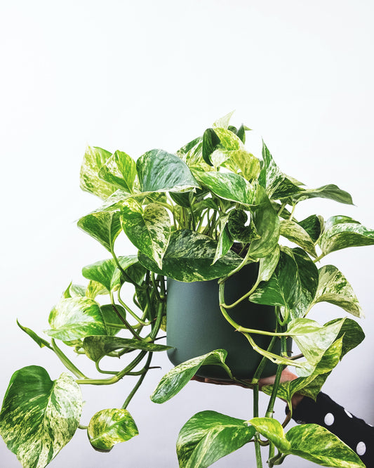 How to care for a Pothos