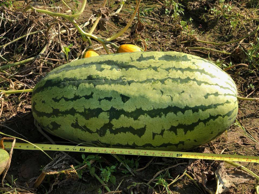 Do You Need to Fertilize Your Watermelon?